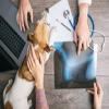 Veterinary services