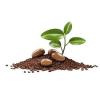 Crops, Seeds  & Plants